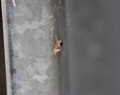 Maratus griseus