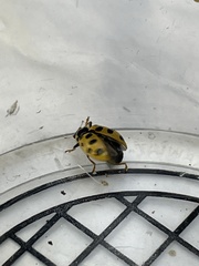 Hippodamia tredecimpunctata