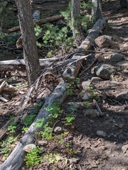 Tamiasciurus fremonti