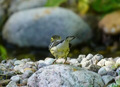 Setophaga fusca