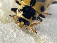 Hippodamia tredecimpunctata