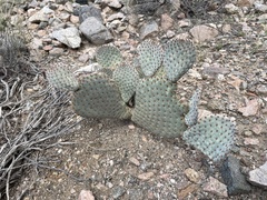 Opuntia basilaris basilaris