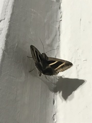 Grammodes bifasciata