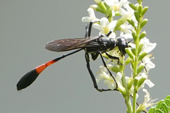 Ammophila procera