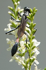 Ammophila procera