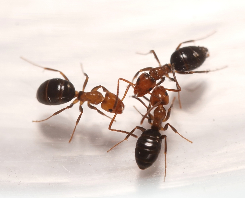 Tapinoma schreiberi