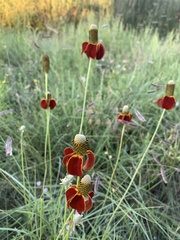 Ratibida columnifera