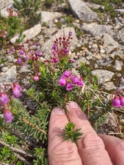 Phyllodoce empetriformis