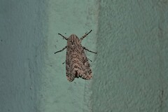 Hypercompe abdominalis