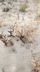 Salsola kali