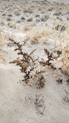 Salsola kali