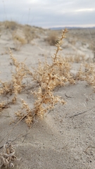 Salsola kali
