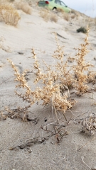 Salsola kali