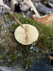 Agaricales