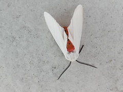 Pygarctia roseicapitis