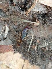 Euborellia annulipes