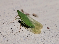 Rhynchomitra recurva