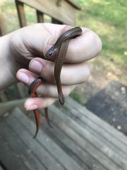 Storeria occipitomaculata