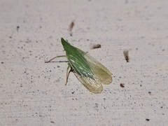 Rhynchomitra recurva