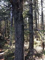 Pinus contorta contorta