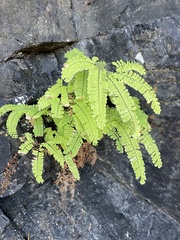 Adiantum aleuticum