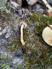 Agaricales