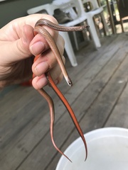 Storeria occipitomaculata