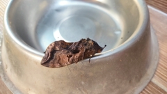 Eudocima serpentifera