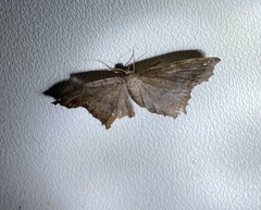 Hypagyrtis