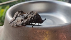 Eudocima serpentifera