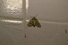 Danielaparra fragmentata