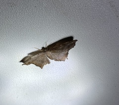 Hypagyrtis