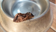 Eudocima serpentifera