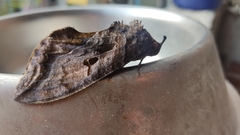 Eudocima serpentifera