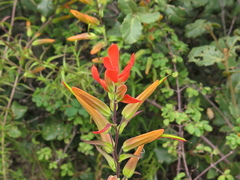 Castilleja integrifolia