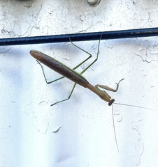 Tenodera angustipennis