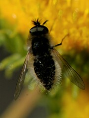 Bombyliinae