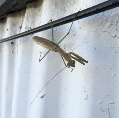 Tenodera angustipennis