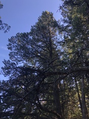 Pinus contorta contorta