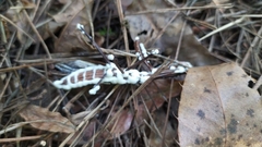 Beauveria bassiana