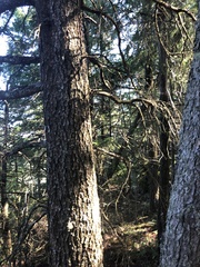 Pinus contorta contorta