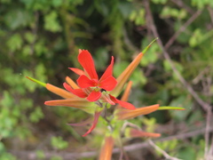 Castilleja integrifolia