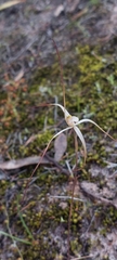 Caladenia capillata
