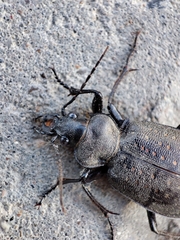 Calosoma