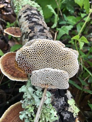 Hexagonia tenuis
