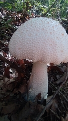 Amanita virgineoides