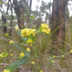 Pimelea flava