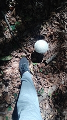 Amanita virgineoides