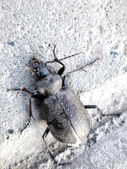 Calosoma