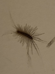 Scutigera coleoptrata